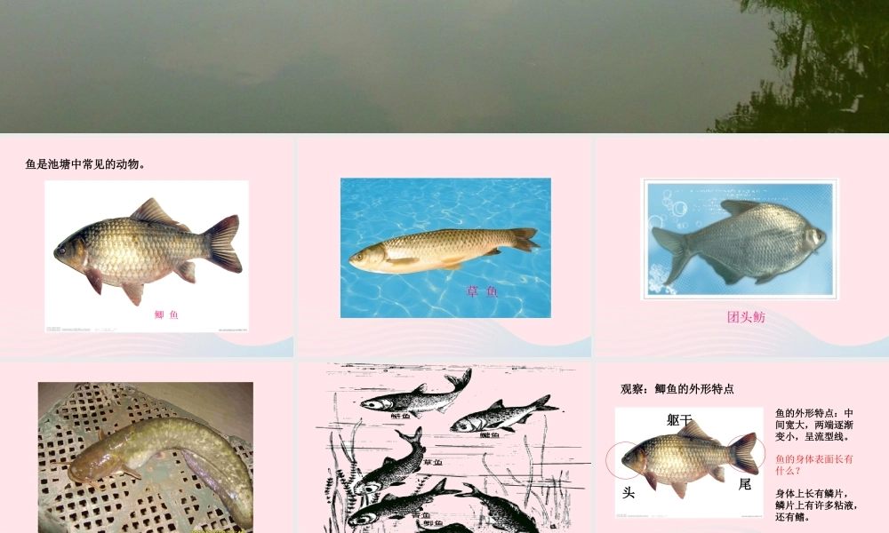 五年级科学上册 第8课《鱼》课件（3） 鄂教版-鄂教版小学五年级上册自然科学课件