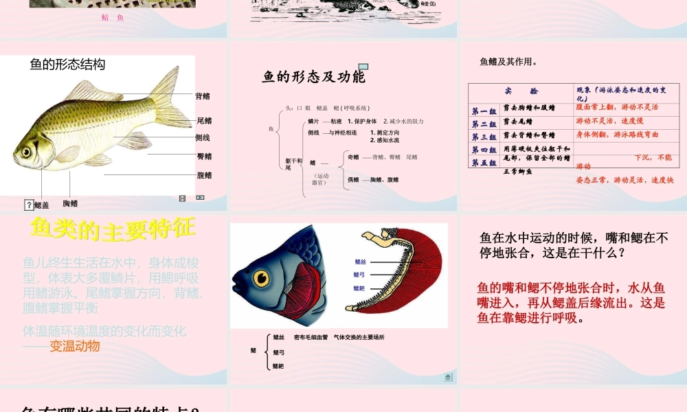 五年级科学上册 第8课《鱼》课件（3） 鄂教版-鄂教版小学五年级上册自然科学课件