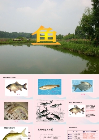 五年级科学上册 第8课《鱼》课件（3） 鄂教版-鄂教版小学五年级上册自然科学课件