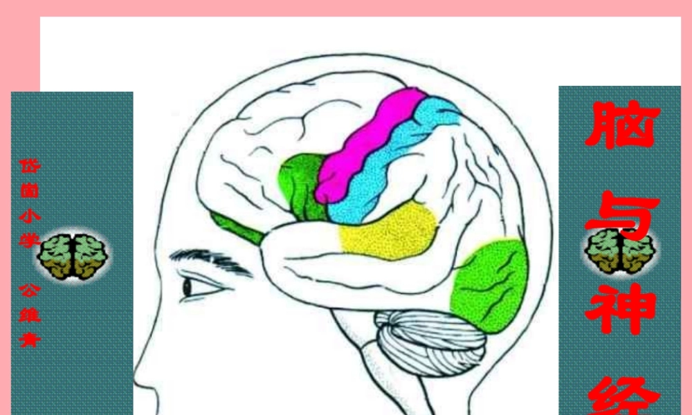 五年级科学上册 第9课 脑与神经课件1 青岛版-青岛版小学五年级上册自然科学课件