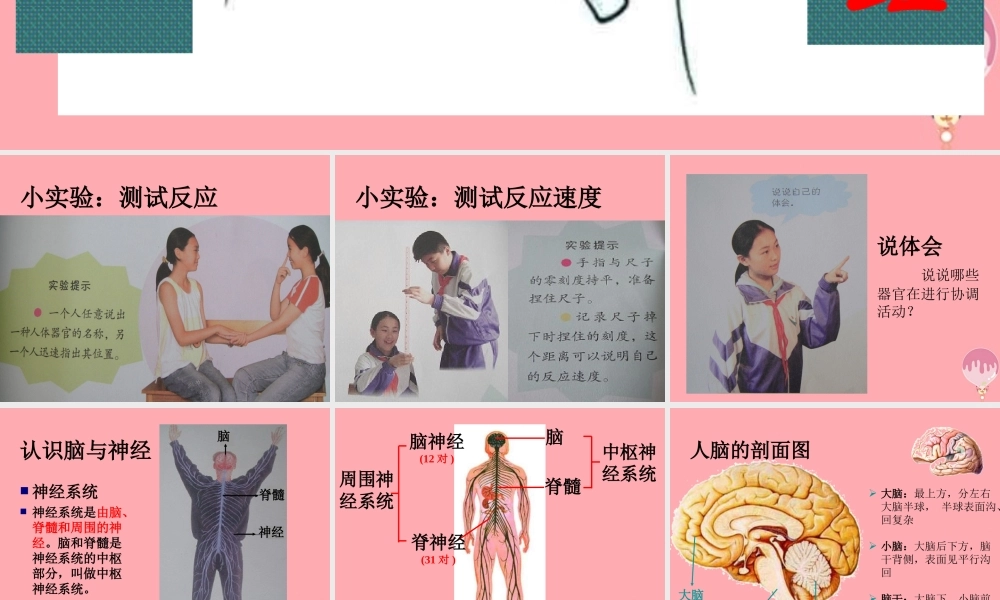 五年级科学上册 第9课 脑与神经课件1 青岛版-青岛版小学五年级上册自然科学课件