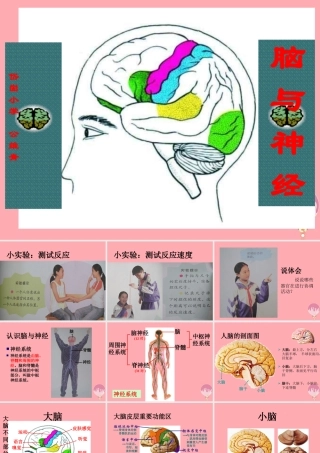 五年级科学上册 第9课 脑与神经课件1 青岛版-青岛版小学五年级上册自然科学课件