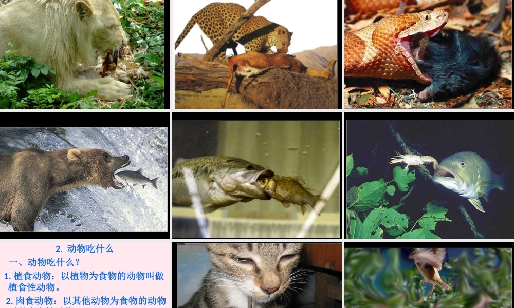 五年级科学下册 第2课《动物吃什么》课件3 鄂教版-鄂教版小学五年级下册自然科学课件