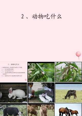 五年级科学下册 第2课《动物吃什么》课件3 鄂教版-鄂教版小学五年级下册自然科学课件