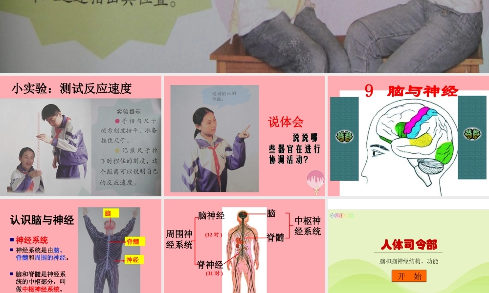 五年级科学上册 第9课 脑与神经课件2 青岛版-青岛版小学五年级上册自然科学课件