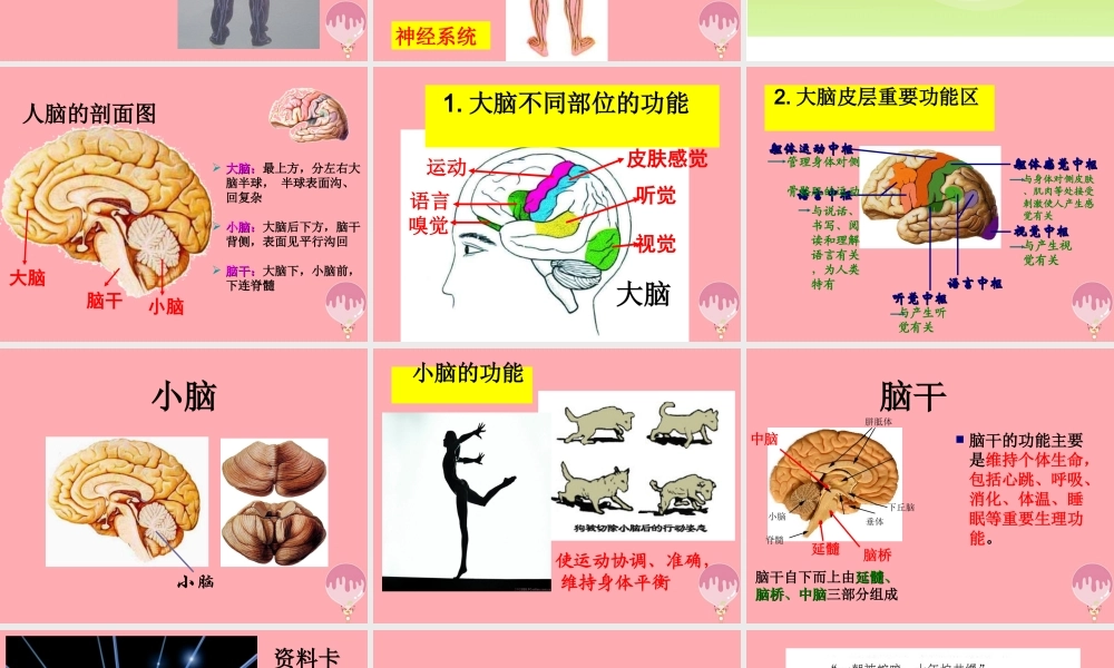 五年级科学上册 第9课 脑与神经课件2 青岛版-青岛版小学五年级上册自然科学课件