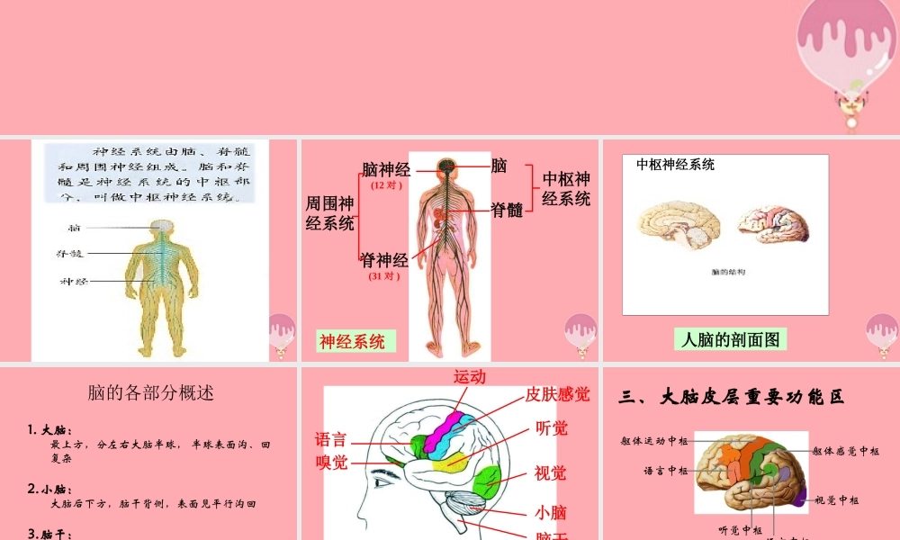 五年级科学上册 第9课 脑与神经课件3 青岛版-青岛版小学五年级上册自然科学课件
