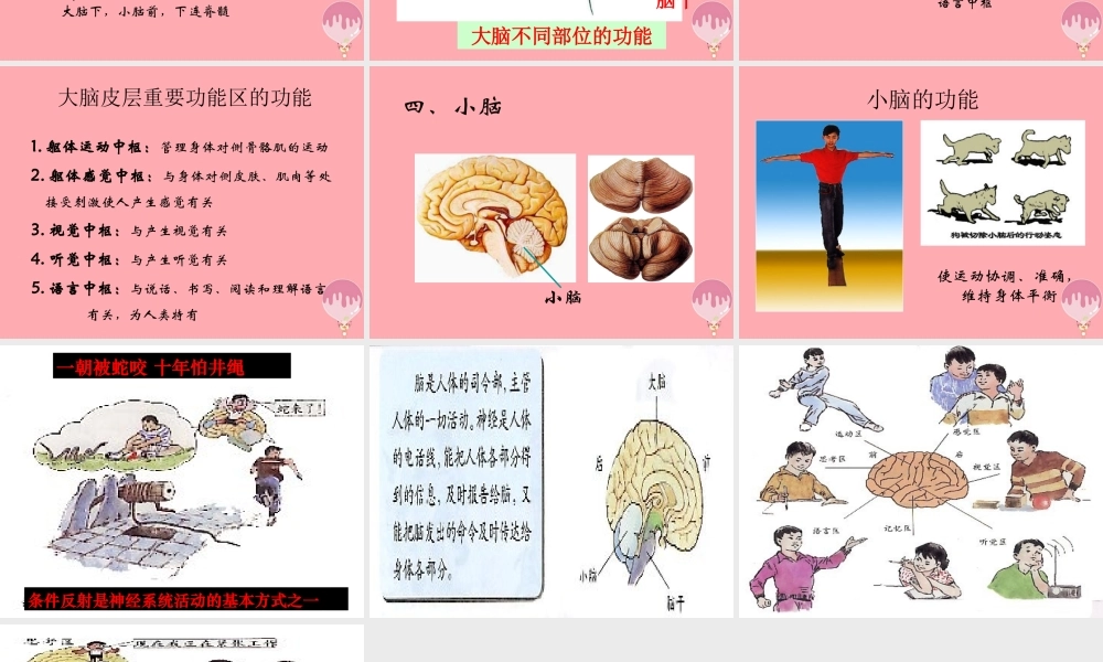 五年级科学上册 第9课 脑与神经课件3 青岛版-青岛版小学五年级上册自然科学课件