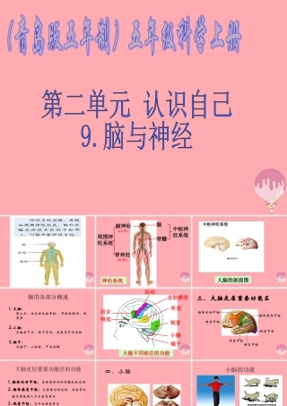 五年级科学上册 第9课 脑与神经课件3 青岛版-青岛版小学五年级上册自然科学课件