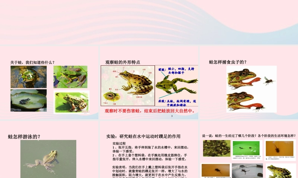 五年级科学上册 第9课《蛙》课件（1） 鄂教版-鄂教版小学五年级上册自然科学课件