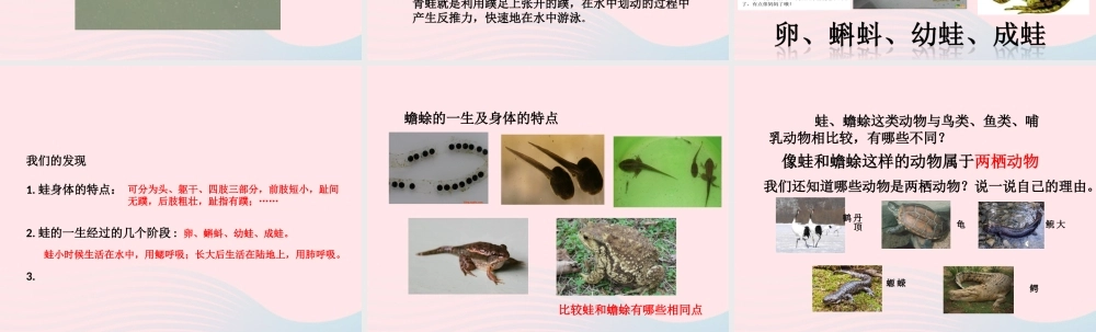 五年级科学上册 第9课《蛙》课件（1） 鄂教版-鄂教版小学五年级上册自然科学课件