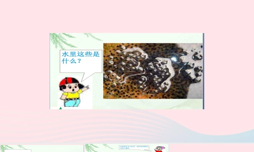 五年级科学上册 第9课《蛙》课件（2） 鄂教版-鄂教版小学五年级上册自然科学课件