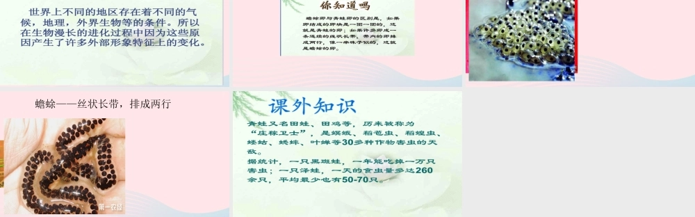 五年级科学上册 第9课《蛙》课件（2） 鄂教版-鄂教版小学五年级上册自然科学课件