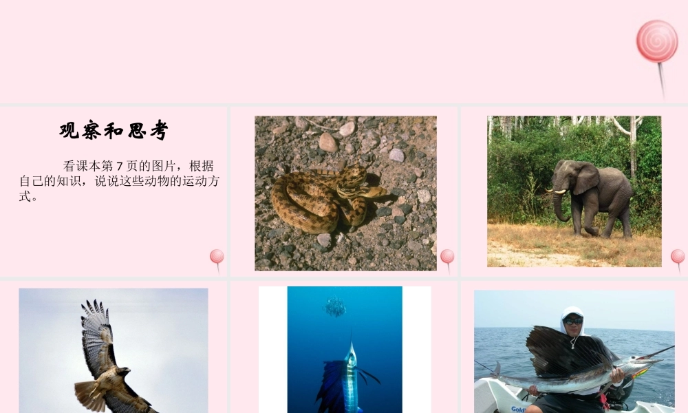 五年级科学下册 第3课《动物怎样运动》课件 鄂教版-鄂教版小学五年级下册自然科学课件