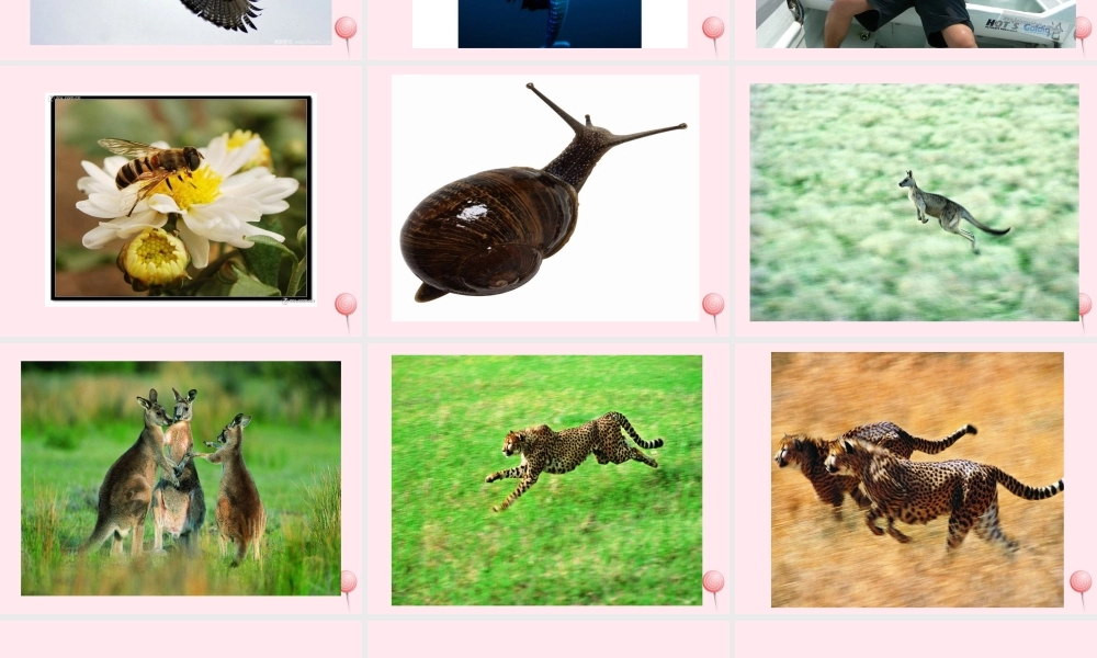 五年级科学下册 第3课《动物怎样运动》课件 鄂教版-鄂教版小学五年级下册自然科学课件