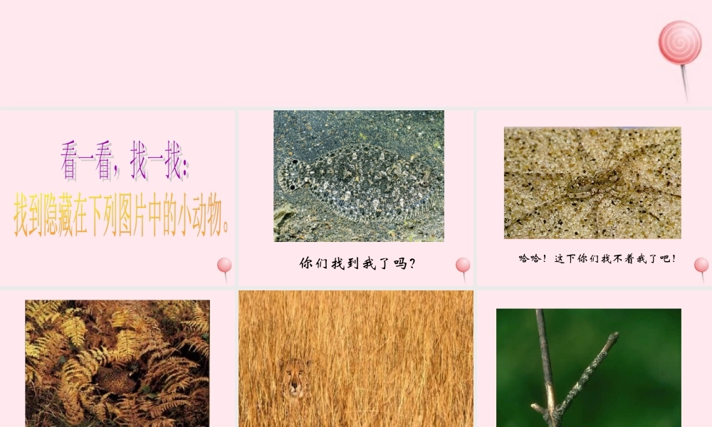 五年级科学下册 第4课《动物的防御》课件 鄂教版-鄂教版小学五年级下册自然科学课件