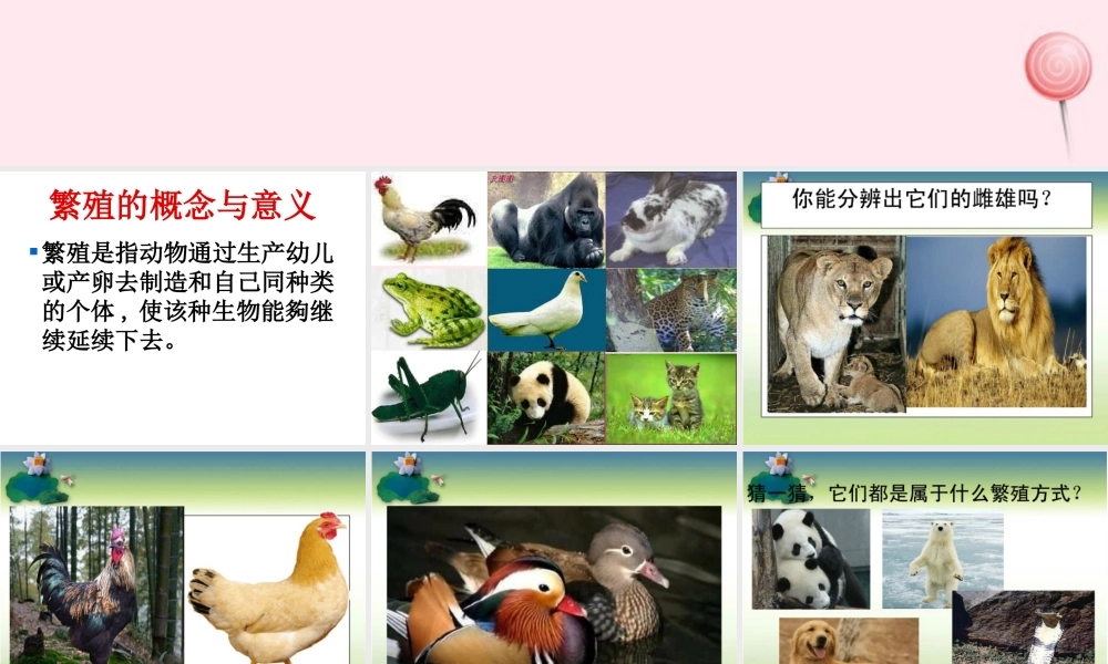 五年级科学下册 第5课《动物的繁殖》课件 鄂教版-鄂教版小学五年级下册自然科学课件