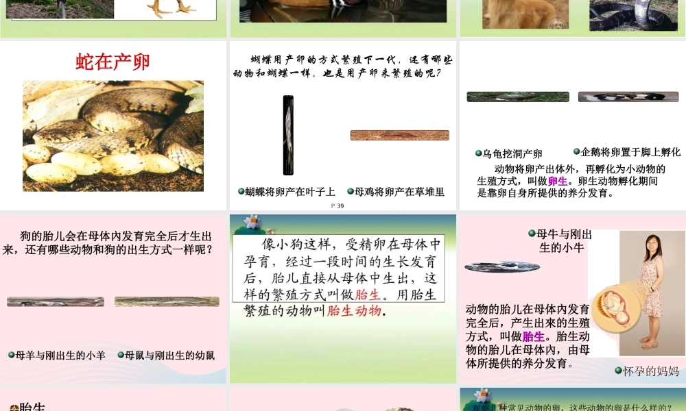 五年级科学下册 第5课《动物的繁殖》课件 鄂教版-鄂教版小学五年级下册自然科学课件