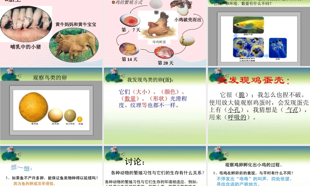 五年级科学下册 第5课《动物的繁殖》课件 鄂教版-鄂教版小学五年级下册自然科学课件