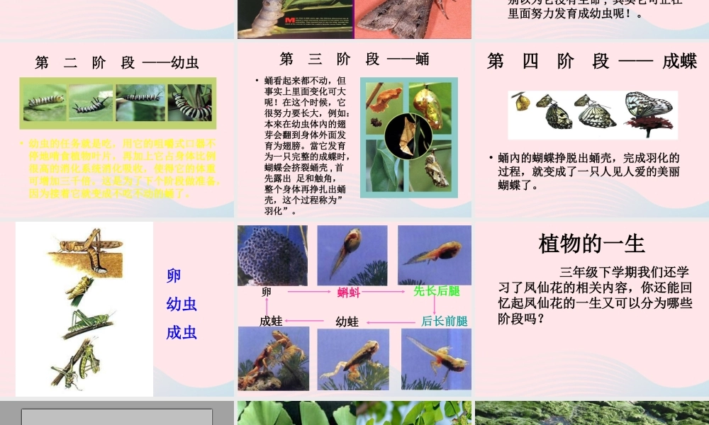 五年级科学下册 第6课《多彩的生命》课件 鄂教版-鄂教版小学五年级下册自然科学课件