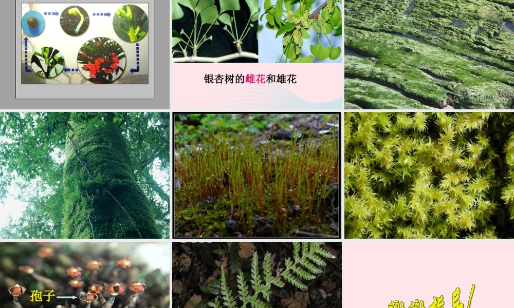 五年级科学下册 第6课《多彩的生命》课件 鄂教版-鄂教版小学五年级下册自然科学课件