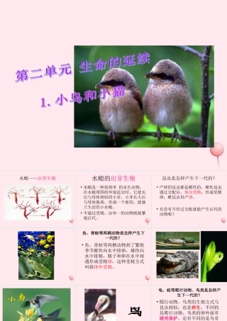 五年级科学下册 第6课《小鸟和小猫》课件1 冀教版-冀教版小学五年级下册自然科学课件