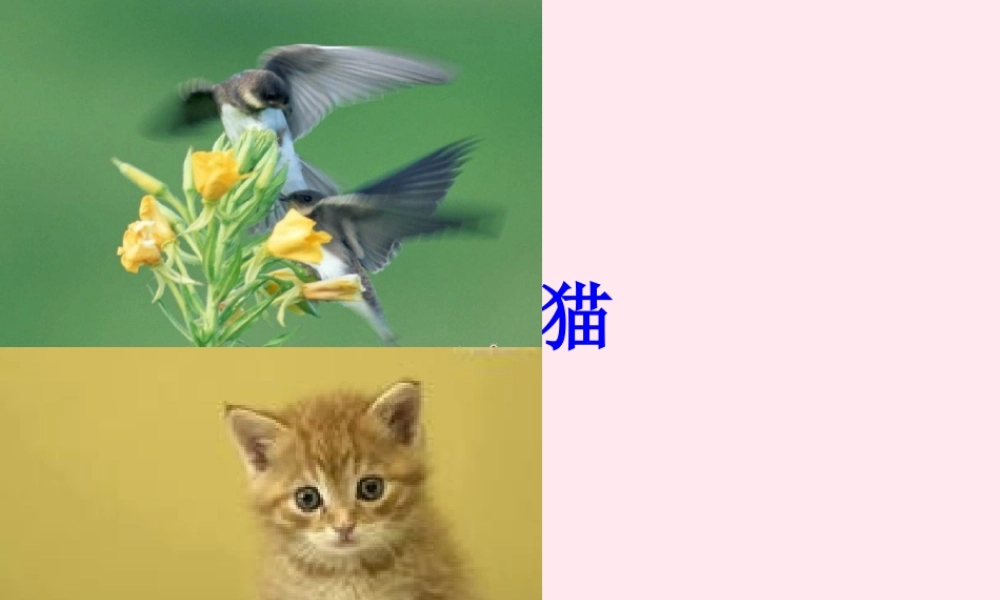 五年级科学下册 第6课《小鸟和小猫》课件2 冀教版-冀教版小学五年级下册自然科学课件