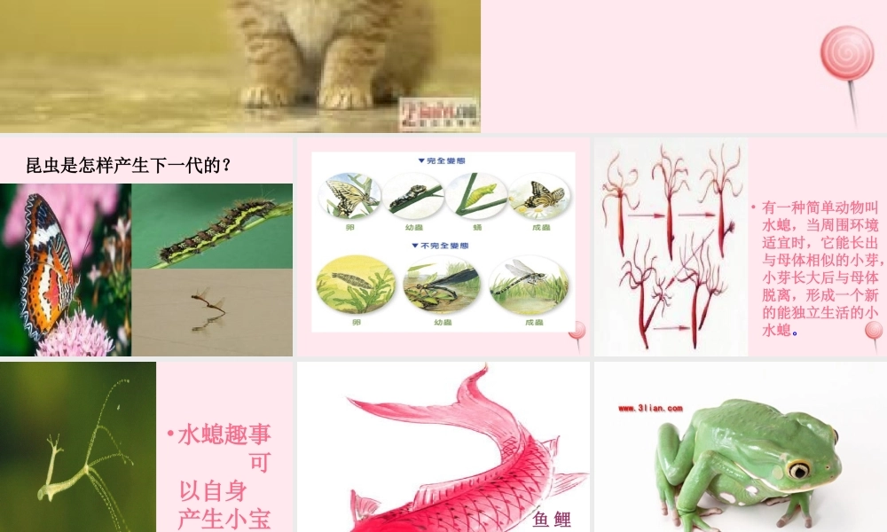 五年级科学下册 第6课《小鸟和小猫》课件2 冀教版-冀教版小学五年级下册自然科学课件