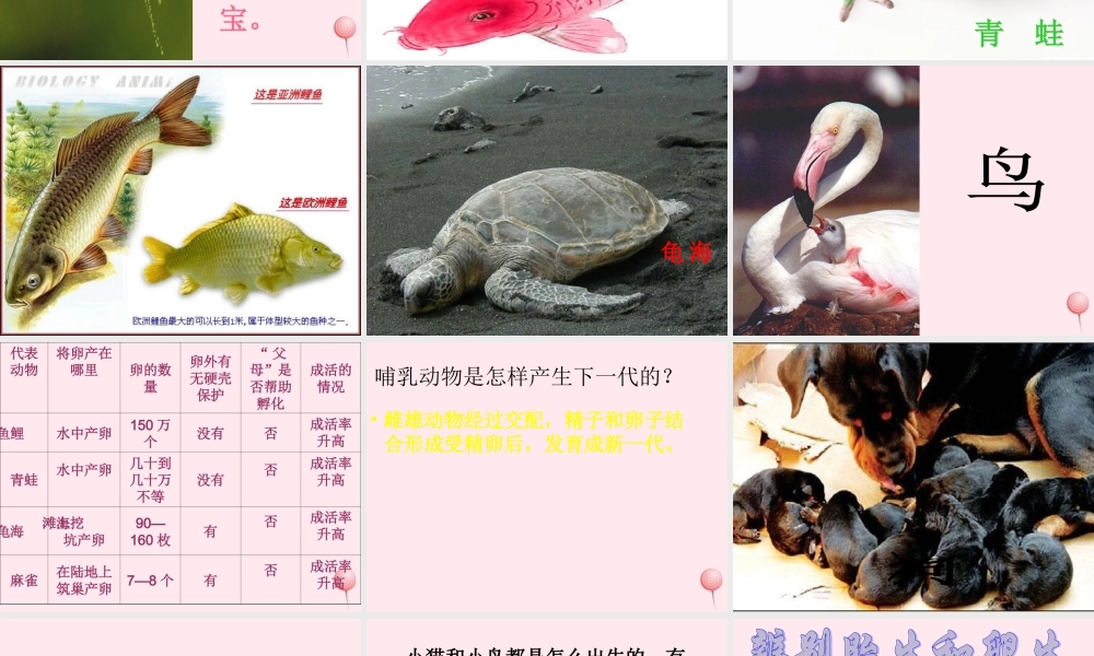 五年级科学下册 第6课《小鸟和小猫》课件2 冀教版-冀教版小学五年级下册自然科学课件