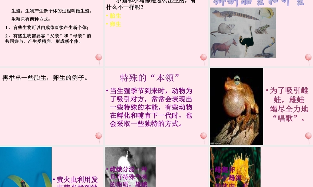 五年级科学下册 第6课《小鸟和小猫》课件2 冀教版-冀教版小学五年级下册自然科学课件