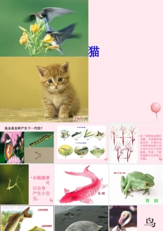 五年级科学下册 第6课《小鸟和小猫》课件2 冀教版-冀教版小学五年级下册自然科学课件