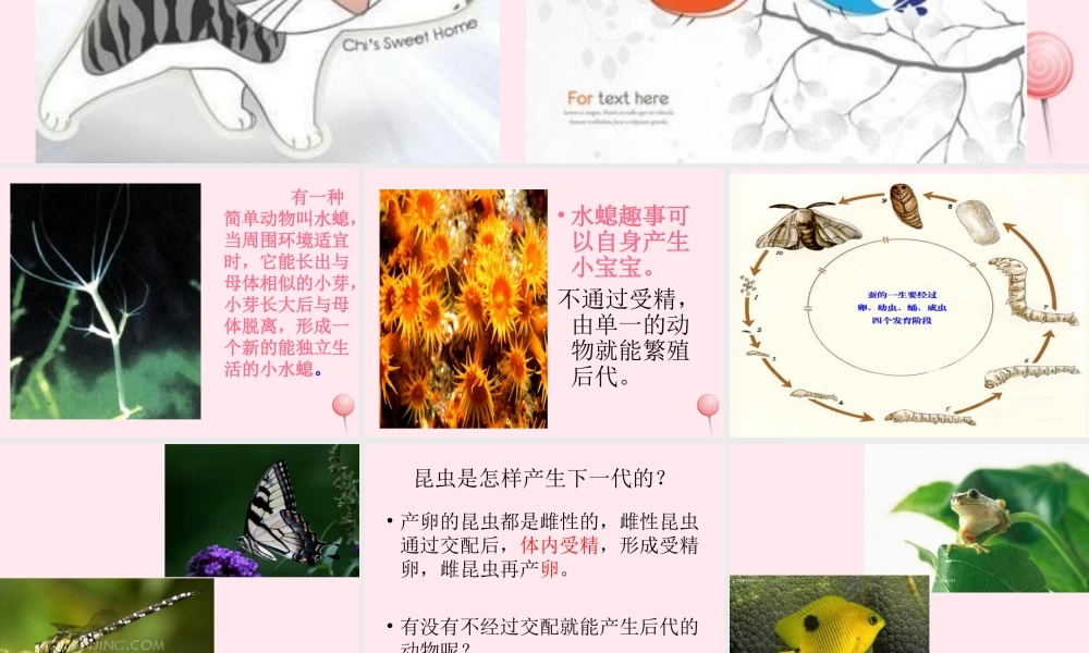 五年级科学下册 第6课《小鸟和小猫》课件3 冀教版-冀教版小学五年级下册自然科学课件