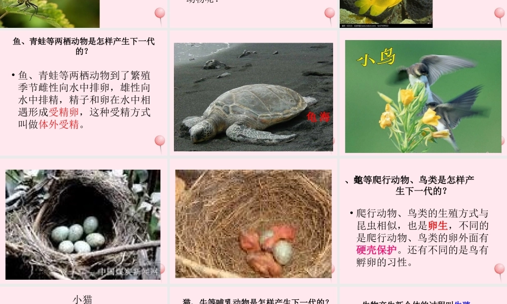 五年级科学下册 第6课《小鸟和小猫》课件3 冀教版-冀教版小学五年级下册自然科学课件