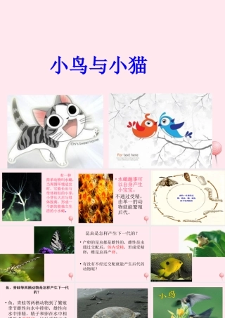 五年级科学下册 第6课《小鸟和小猫》课件3 冀教版-冀教版小学五年级下册自然科学课件
