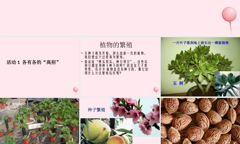 五年级科学下册 第7课《落地生根》课件1 冀教版-冀教版小学五年级下册自然科学课件