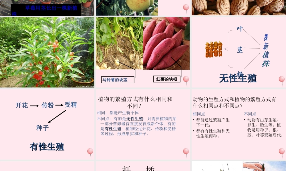 五年级科学下册 第7课《落地生根》课件1 冀教版-冀教版小学五年级下册自然科学课件