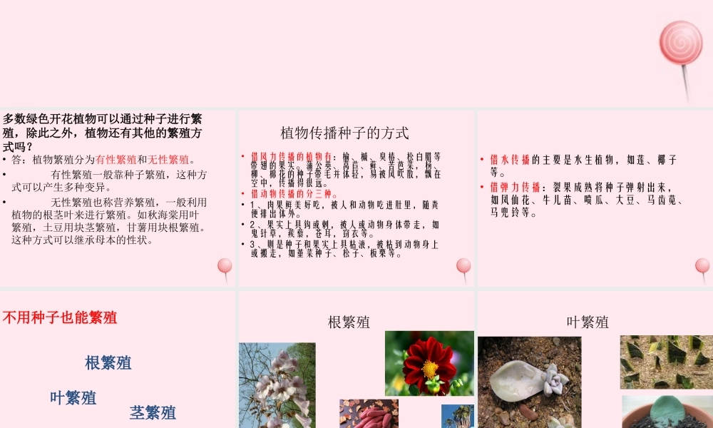 五年级科学下册 第7课《落地生根》课件2 冀教版-冀教版小学五年级下册自然科学课件