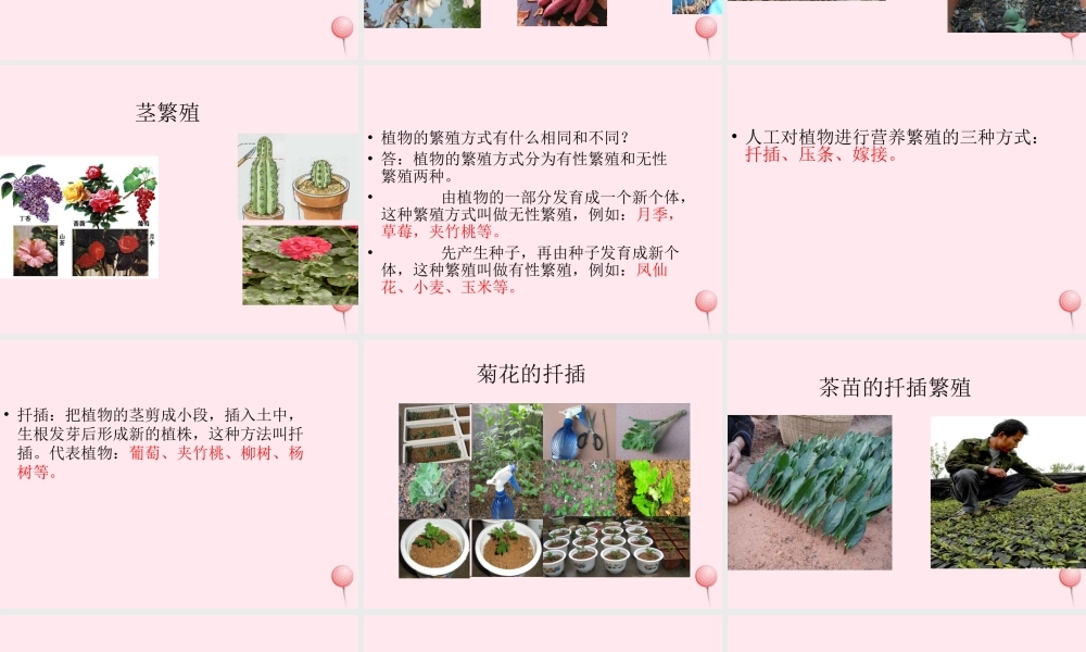 五年级科学下册 第7课《落地生根》课件2 冀教版-冀教版小学五年级下册自然科学课件