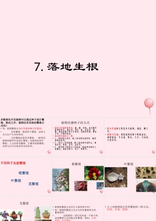 五年级科学下册 第7课《落地生根》课件2 冀教版-冀教版小学五年级下册自然科学课件