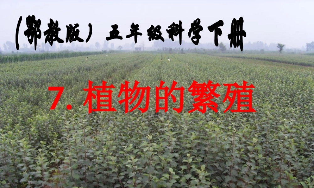 五年级科学下册 第7课《植物的繁殖》课件 鄂教版-鄂教版小学五年级下册自然科学课件