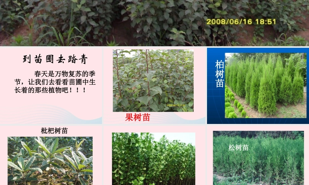 五年级科学下册 第7课《植物的繁殖》课件 鄂教版-鄂教版小学五年级下册自然科学课件