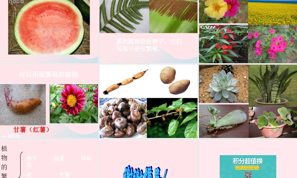 五年级科学下册 第7课《植物的繁殖》课件 鄂教版-鄂教版小学五年级下册自然科学课件