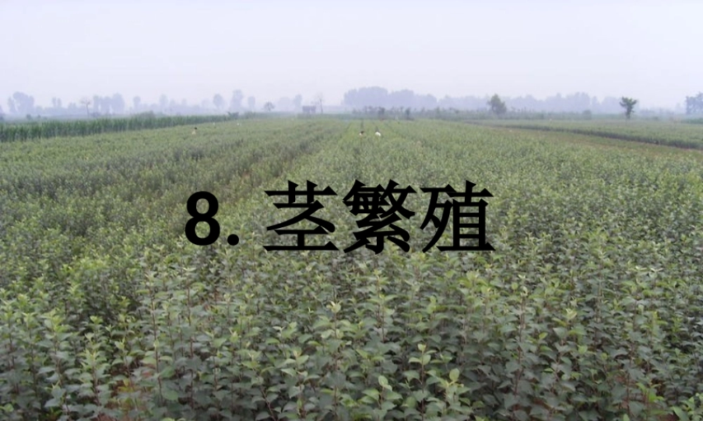 五年级科学下册 第8课《茎繁殖》课件1 鄂教版-鄂教版小学五年级下册自然科学课件