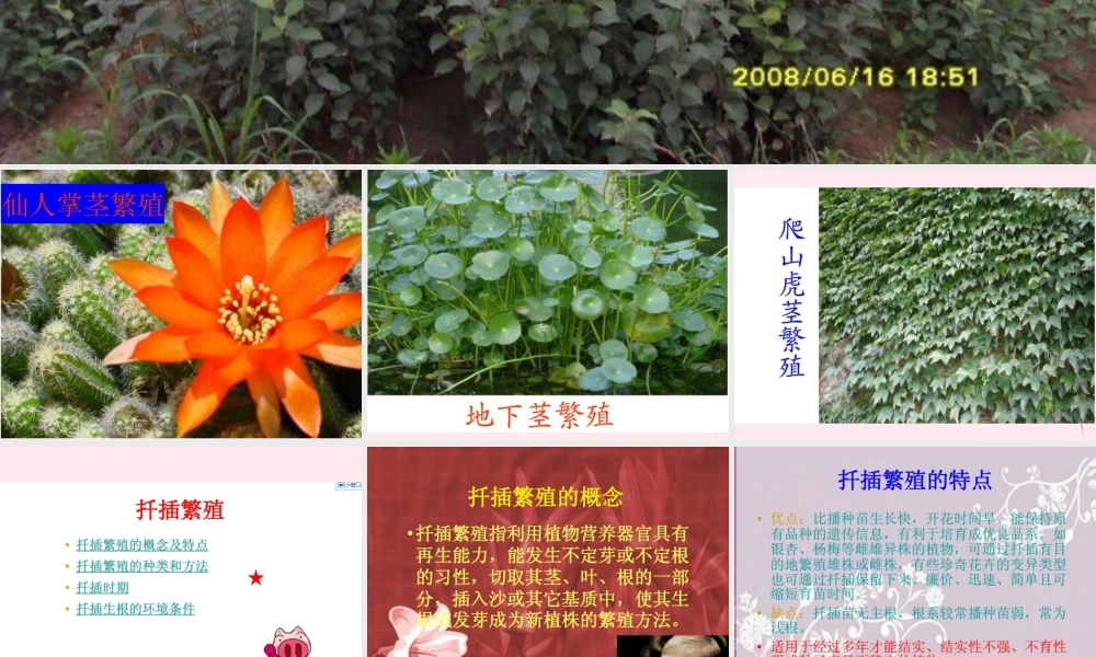 五年级科学下册 第8课《茎繁殖》课件1 鄂教版-鄂教版小学五年级下册自然科学课件