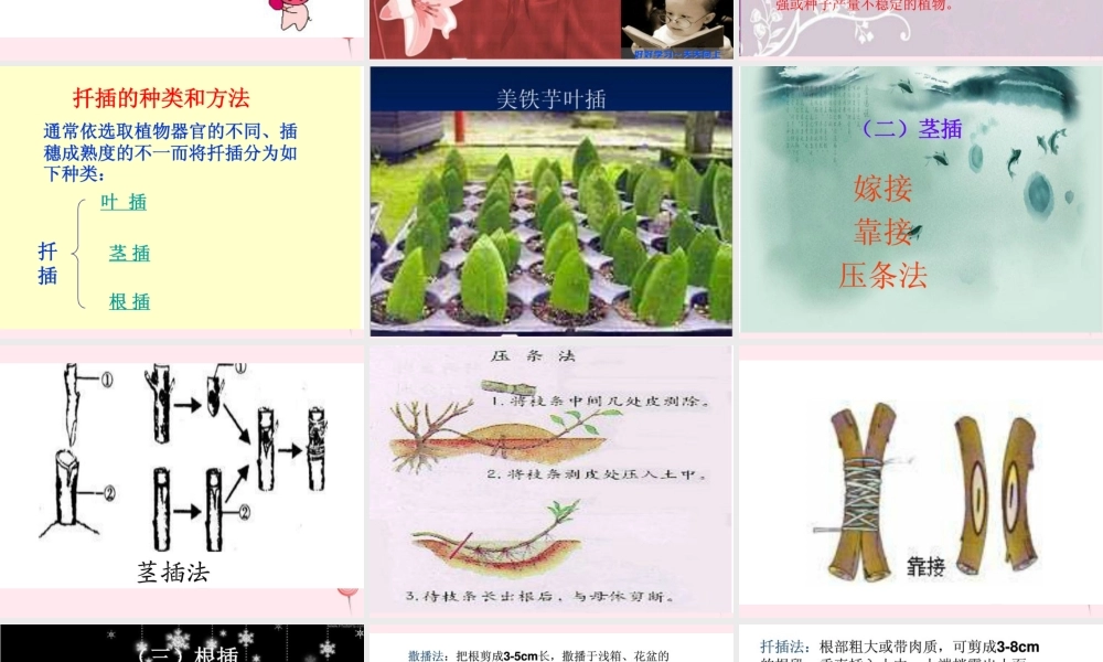 五年级科学下册 第8课《茎繁殖》课件1 鄂教版-鄂教版小学五年级下册自然科学课件