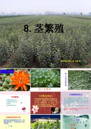 五年级科学下册 第8课《茎繁殖》课件1 鄂教版-鄂教版小学五年级下册自然科学课件