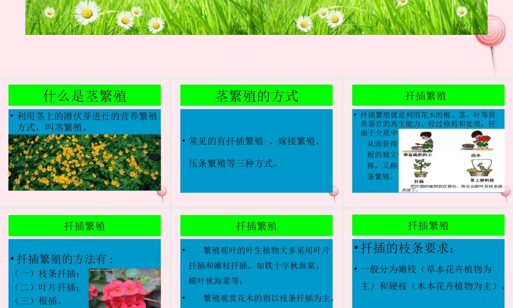 五年级科学下册 第8课《茎繁殖》课件2 鄂教版-鄂教版小学五年级下册自然科学课件