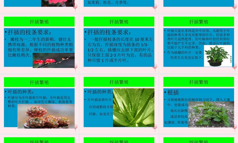 五年级科学下册 第8课《茎繁殖》课件2 鄂教版-鄂教版小学五年级下册自然科学课件