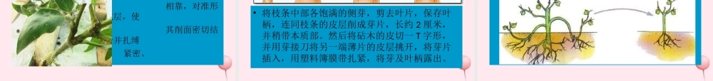 五年级科学下册 第8课《茎繁殖》课件2 鄂教版-鄂教版小学五年级下册自然科学课件