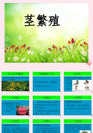 五年级科学下册 第8课《茎繁殖》课件2 鄂教版-鄂教版小学五年级下册自然科学课件